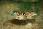 Floating Striped burrfish 